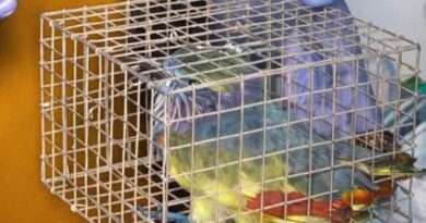 Protect Palapitta, crack down on Chinese manja sales: PCCF
