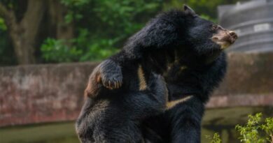Rajanna Sircilla: Man injured in sloth bear attack while collecting Bathukamma flowers