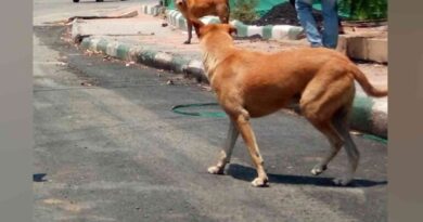 Panchayat secretary, others booked for killing 150 stray dogs in Peddapalli