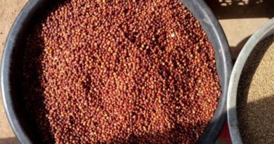 Telangana’s GI-tagged Tandur red gram makes export debut in Australia