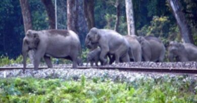 Two elephant calves killed by train in Andhra Pradesh, Pawan Kalyan seeks wildlife safety measures