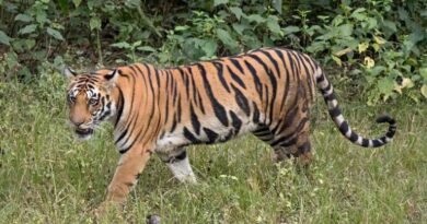 Giant cage helps forest officials capture man-eater tiger T-122